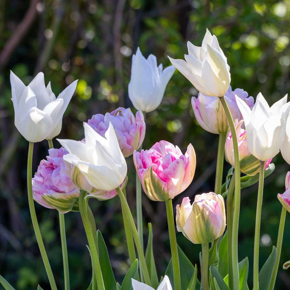 'Mary' tulpanblandning